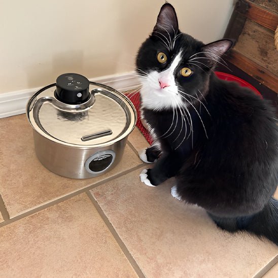 fontaine a eau chat | CORDLESS FONTAINE