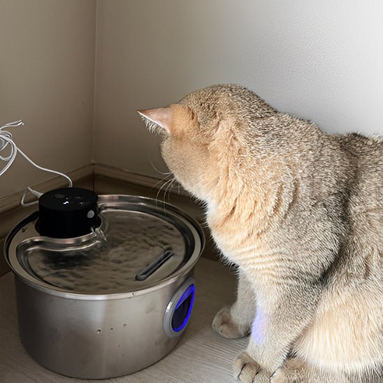 fontaine a eau chat | CORDLESS FONTAINE