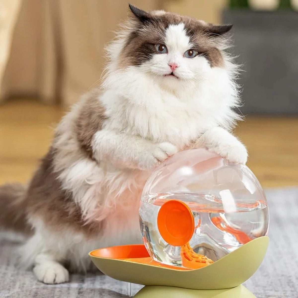 fontaine à eau chat sans électricité escargot