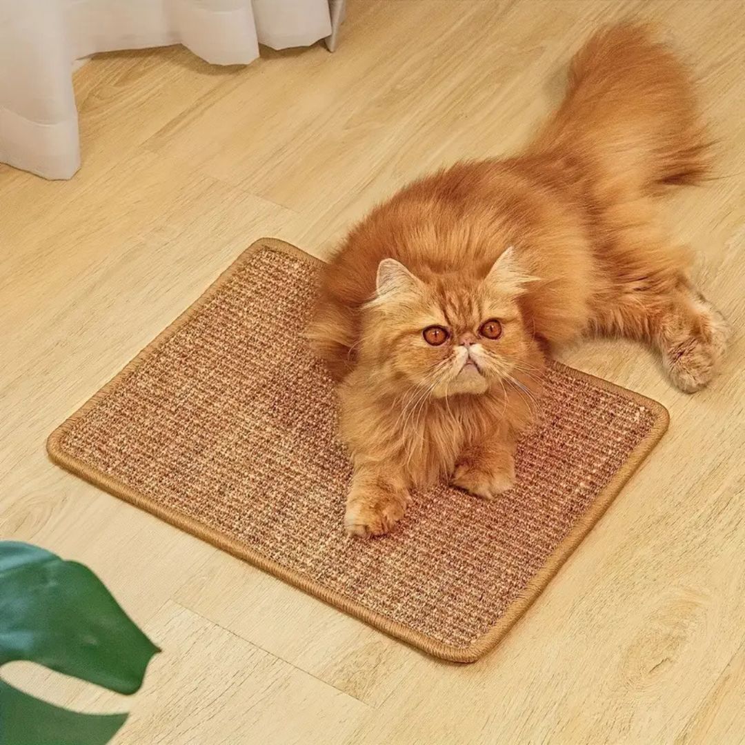 griffoir chat |TAPIS GRIFF'