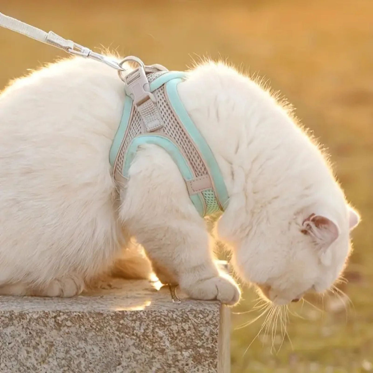 harnais chat anti-fugue| EXPLORER HARNESS