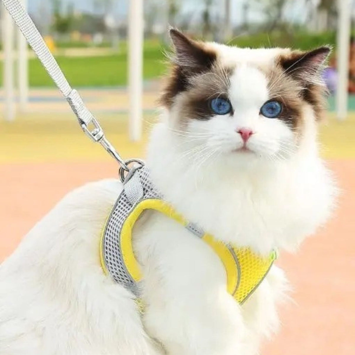 harnais chat anti-fugue| EXPLORER HARNESS