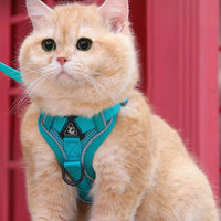 harnais chat anti-fugue | CATWALKS
