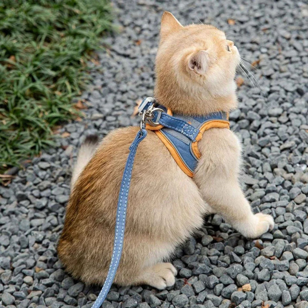 harnais chat | Comfort Harness