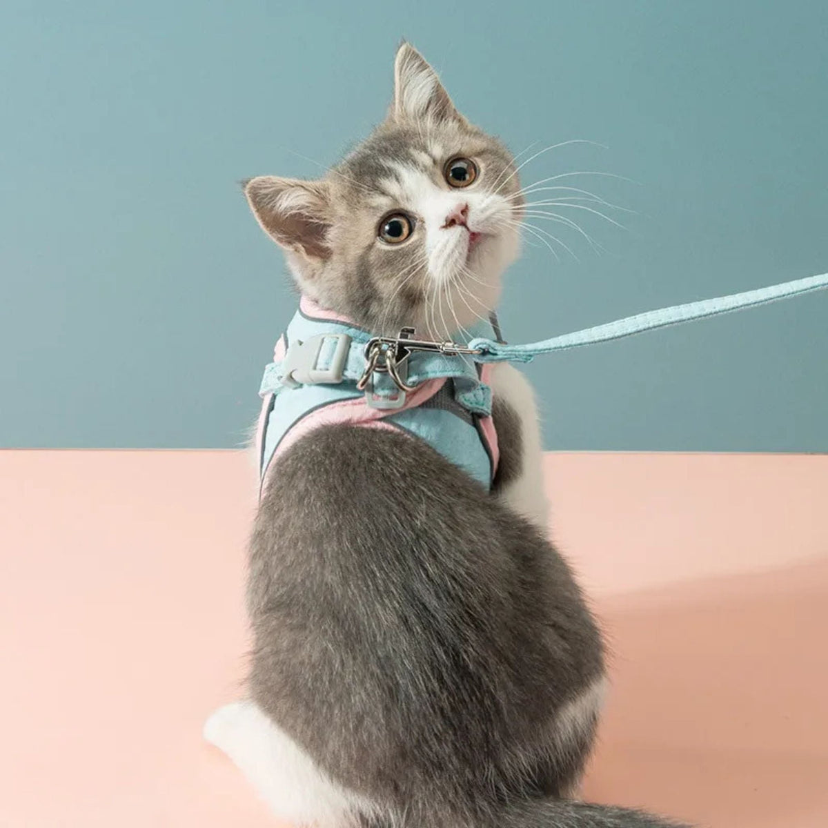harnais chat | Comfort Harness