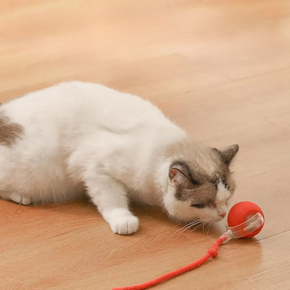 jouet chat interactif |SPEEDY BALL CAT
