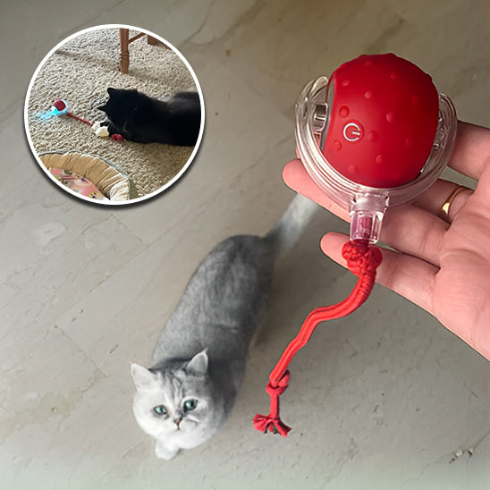 jouet chat interactif |SPEEDY BALL CAT